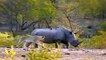 What Will Happen When The Rhino Horn Crashing Into The Mouth Hippo, Hippo VS Rhino, Elephant, Lion