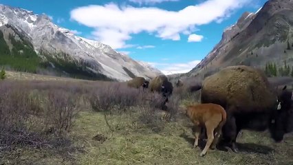 Amazing Mother Wild Yak Save Her Baby From Snow Leopard Hunting   Wolf vs Bison