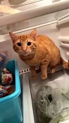 Stubborn Cat Climbs Into Fridge