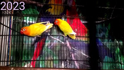 Fisher blue violet fancy kabootar bajari jugnu fancy birds shop