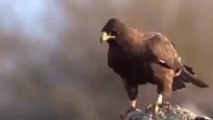 Amazing Raptors and Eagle Attacks, Eagle  vs Monkey , Fox  and Snake  Eagles captures.