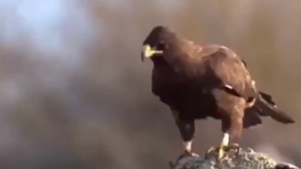 Amazing Raptors and Eagle Attacks, Eagle  vs Monkey , Fox  and Snake  Eagles captures.