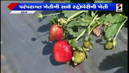 કચ્છ બ્રાન્ચ કેનાલમાં ગાબડાંની ભરમાર
