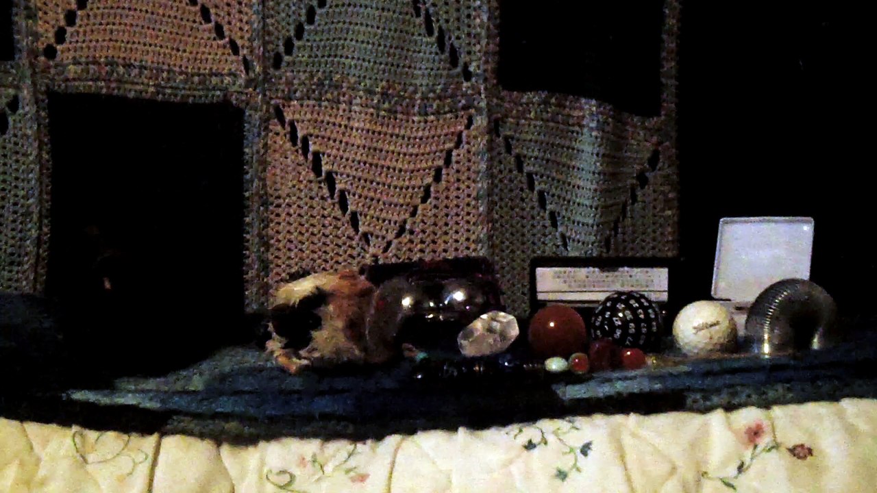 CAVIA PORCELLUS PIXIE 102_8684