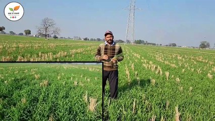 Kanak vich aa galti na kro