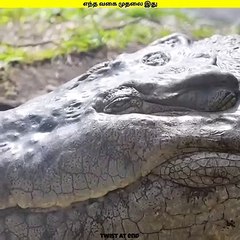 இறுதிவரை பாருங்க  | எந்த வகை முதலை இது