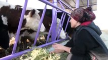 Konya'da üniversite mezunu kadın girişimci devlet desteğiyle çiftlik kurdu