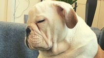 Bulldog puppy fights for his dear life to keep himself from falling asleep