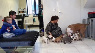 Puppies are attacking there mom ��