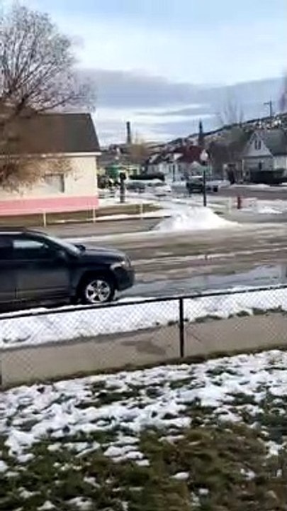 Deer Doesn't Pay Attention