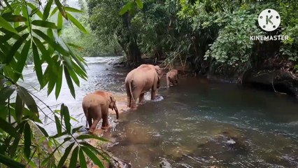 Man Elephant Throws Conflict Wedding Shoot Unresolved sakleshpur