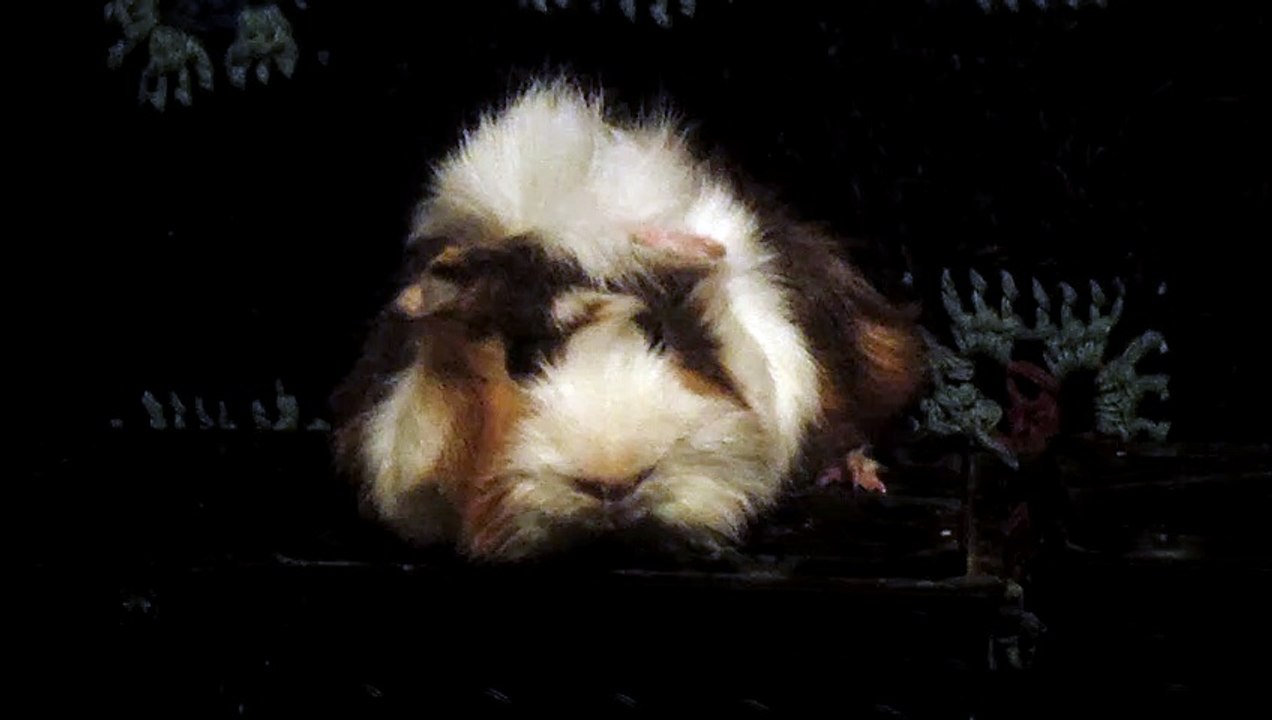 CAVIA PORCELLUS DAVID 102_8694