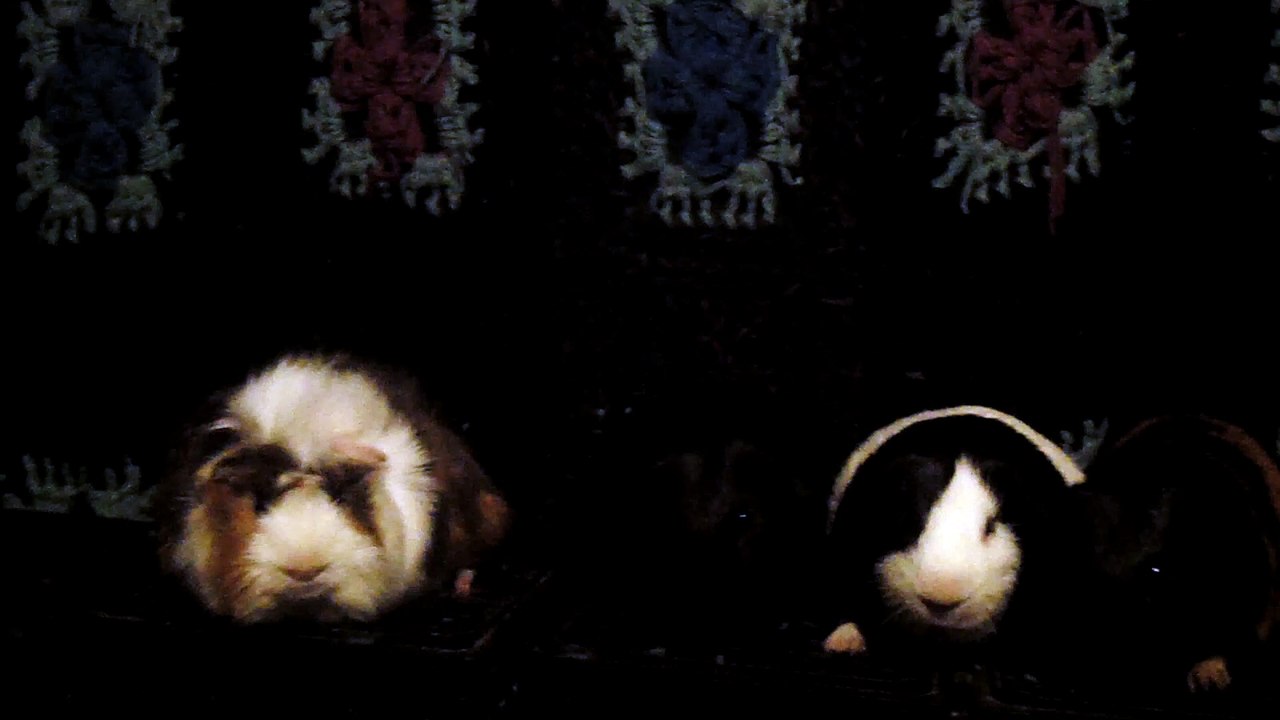 CAVIA PORCELLUS DAVID 102_8695