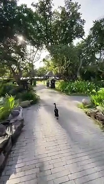 Cute duck