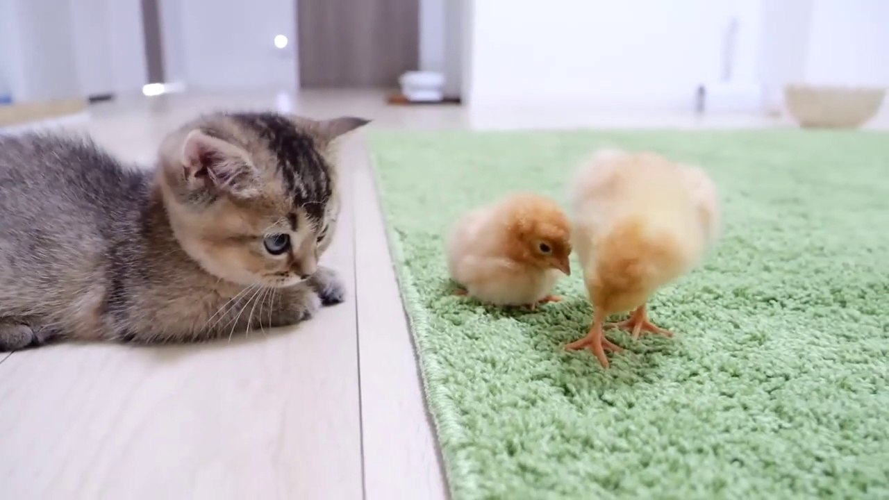 Looking back on how kitten Kiki met tiny chicks for the first time