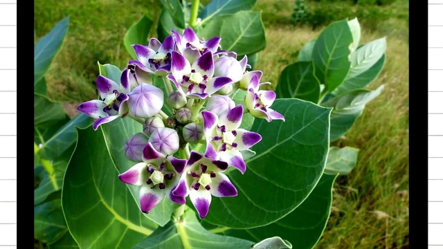 एड़ी के दर्द से छुटकारा पाने के लिए घरेलू उपाय और योग Home Remedy & Exercise For Heel Pain