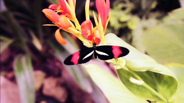 Nature music | Meditation video | Relaxing music | Piano music |nature | Meditation | nature birds.