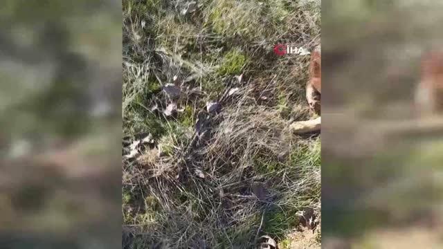 Başı plastik kaba sıkışan köpeği vatandaş kurtardı