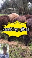 Kambing gibas
