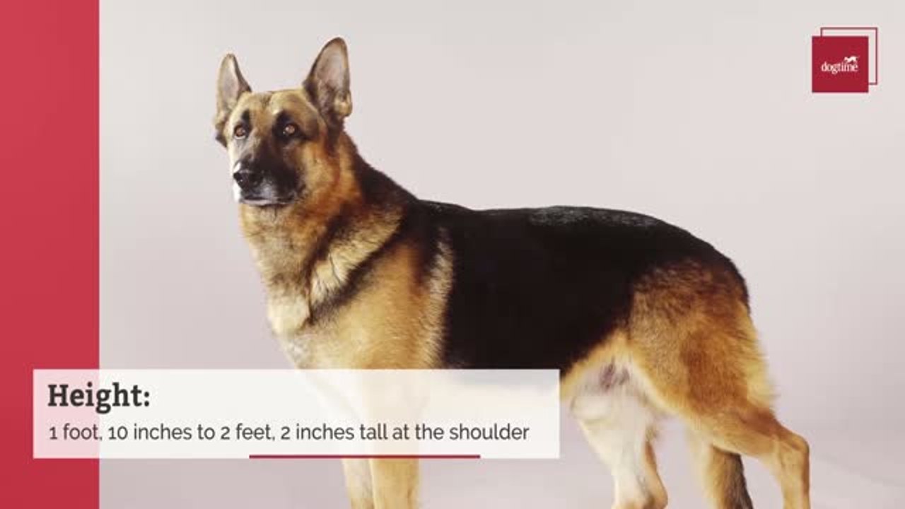 German Shepherd Test 2