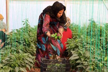Şanlıurfa'da kadınlar yeni yıla isot hasadıyla başladı