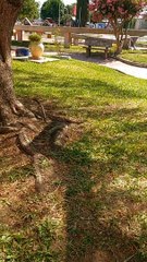 La barra de perritos disfruta el último día del año 2022! Tacuarembó, Uruguay (31/12/2022)