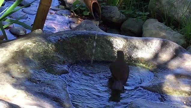 - Wild Birds Special Collection 8K VIDEO ULTRA HD HDR 60FPS Amazing Birds 4K Video NCV 1_1080pFHR