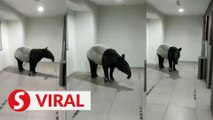 Tapir 'checks in' at Melaka hotel