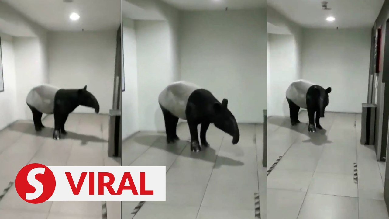 Tapir 'checks in' at Melaka hotel