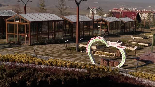 Şah civanperçemi bitkisi Pursaklar'daki Endemik Vadide doğaya kazandırılıyor