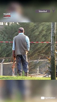 Kesimden Kaçan İnek Trafiği Birbirine Kattı #shorts