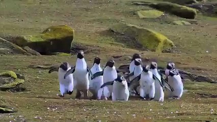 طيور البطريق تطارد فراشة في مقطع فيديو طريف