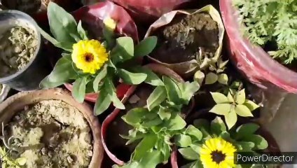 Happy New year to all My Friend's  Sunday Garden Update  Sunday Overview   #NDLovelyGarden