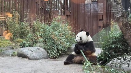 Danimarkalılar Yeni Yılı, Kopenhag Hayvanat Bahçesi'nde Panda Çifti ile Kutladı