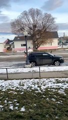 Deer Doesn't Pay Attention