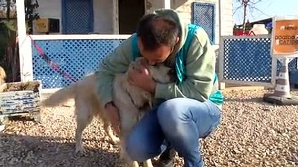 Evcil hayvanlara mikropçip uygulamasında korkulan oldu