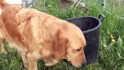 Schwarm-von-Golden-Retriever-Welpen_3