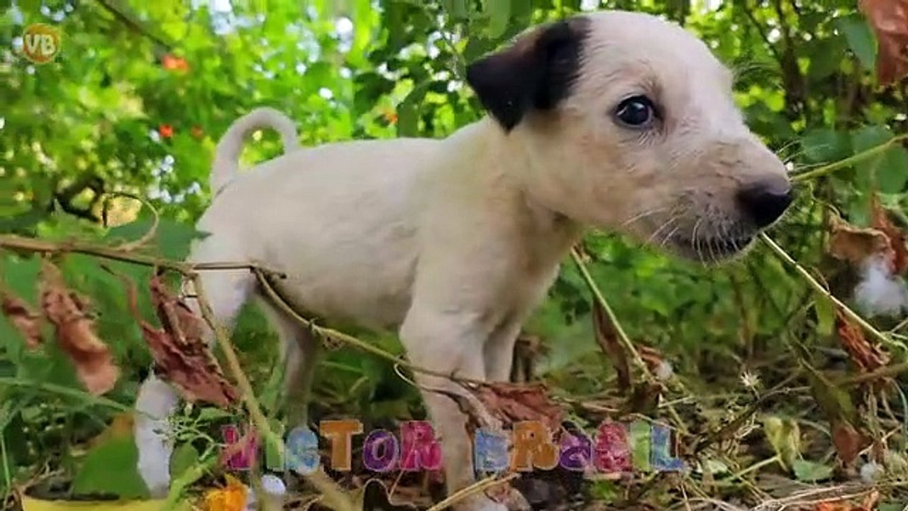 Som-de-Cachorro-e-Cachorrinhos-Latindo-F_4