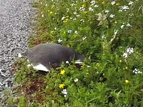 New Zealand - Da Haast a Franz Josef Glacier 28 Gennaio 2007 [Day 15]