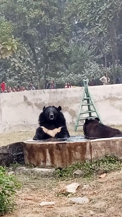 Wild animals