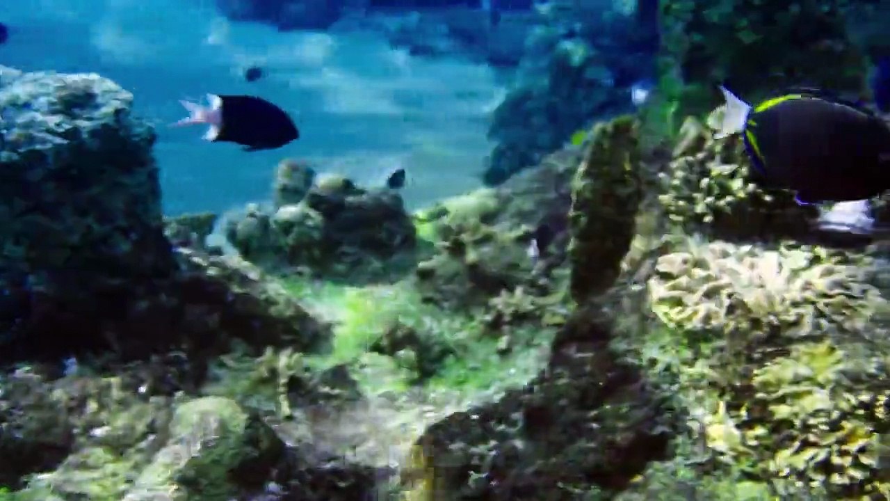 Mako – Einfach Meerjungfrau Staffel 3 Folge 10