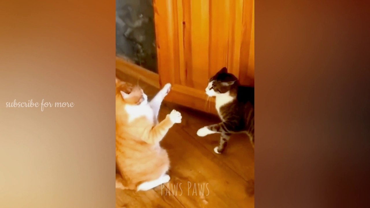 Funniest cats and dogs | funny animal 2023 