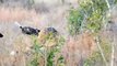 Good! Lions Rescue Her Baby From Crocodile Attack - Hippo vs Lion - Hyena vs Wild Dogs