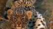 Leopard Lost Her Baby Hunting  Python Swallows   The Newborn Leopard  Leopard VS Antelope Python