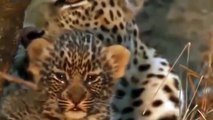 Leopard Lost Her Baby Hunting  Python Swallows   The Newborn Leopard  Leopard VS Antelope Python