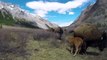 Amazing Mother Wild Yak Save Her Baby From Snow Leopard Hunting   Wolf vs Bison