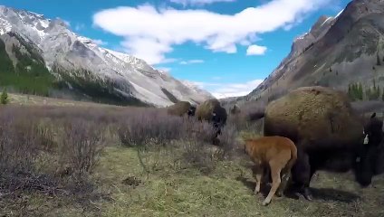 Amazing Mother Wild Yak Save Her Baby From Snow Leopard Hunting   Wolf vs Bison