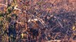 Honey Badger caughts and eats Snake & vs Cobra Python  Snake Vs Honey Badger - Battle In The Desert