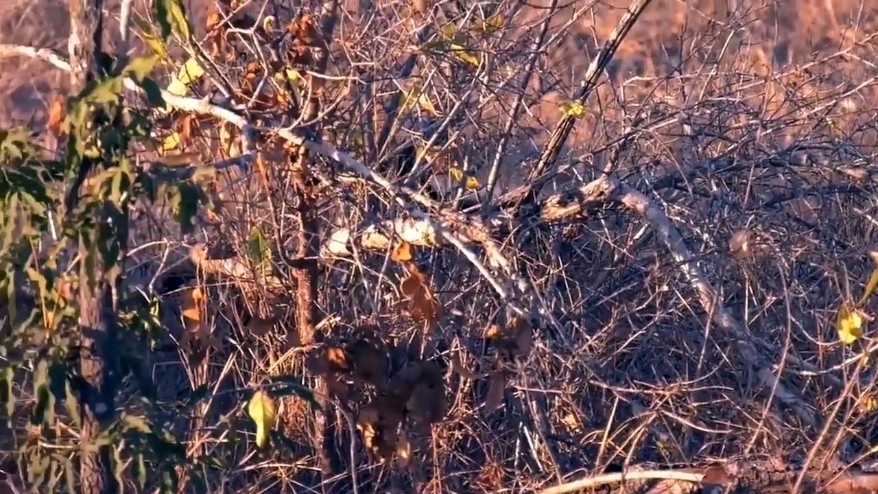 Honey Badger caughts and eats Snake & vs Cobra Python  Snake Vs Honey Badger - Battle In The Desert