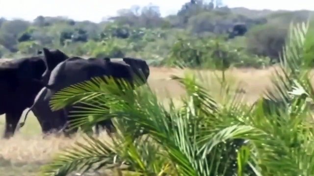 Elephant - King of the Kalahari - The One Who Terrified -King Of Jungle- - Elephant vs Crocodile